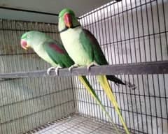 Kashmiri Raw Parrots Breeder Pair For Sale