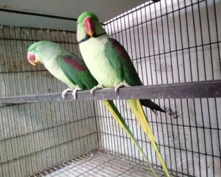 Kashmiri Raw Parrots Breeder Pair For Sale 0