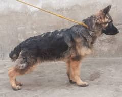 German Shepherd