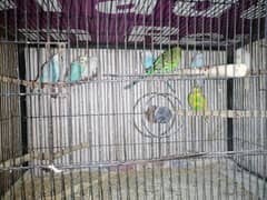 lovebirds, cocktail and budgies for sale