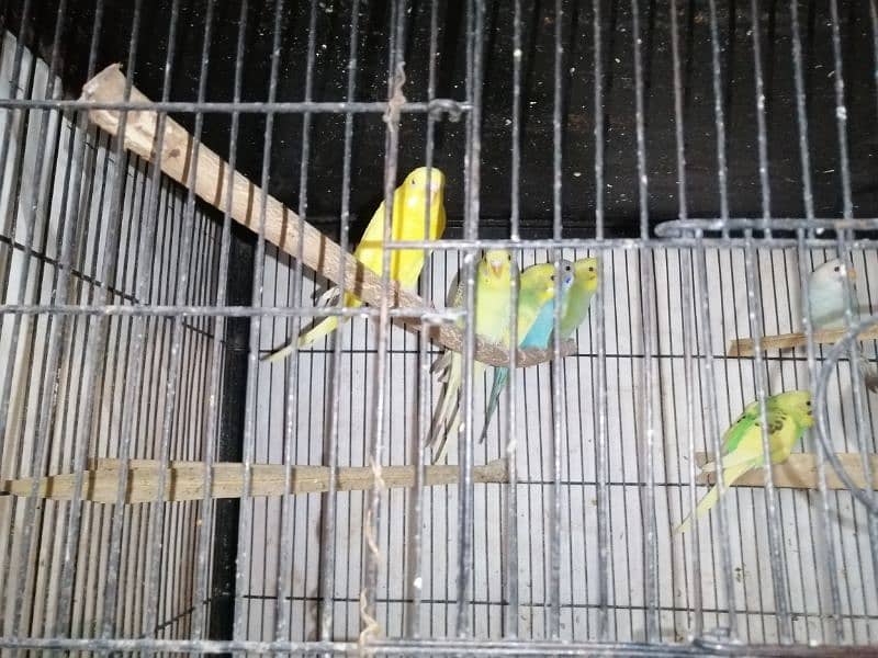 lovebirds, cocktail and budgies for sale 1