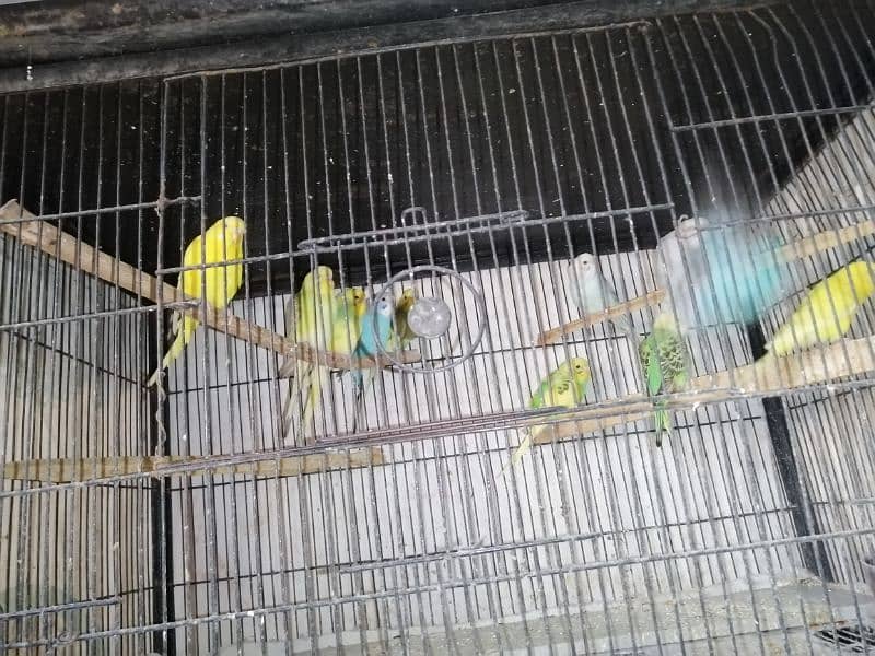 lovebirds, cocktail and budgies for sale 2