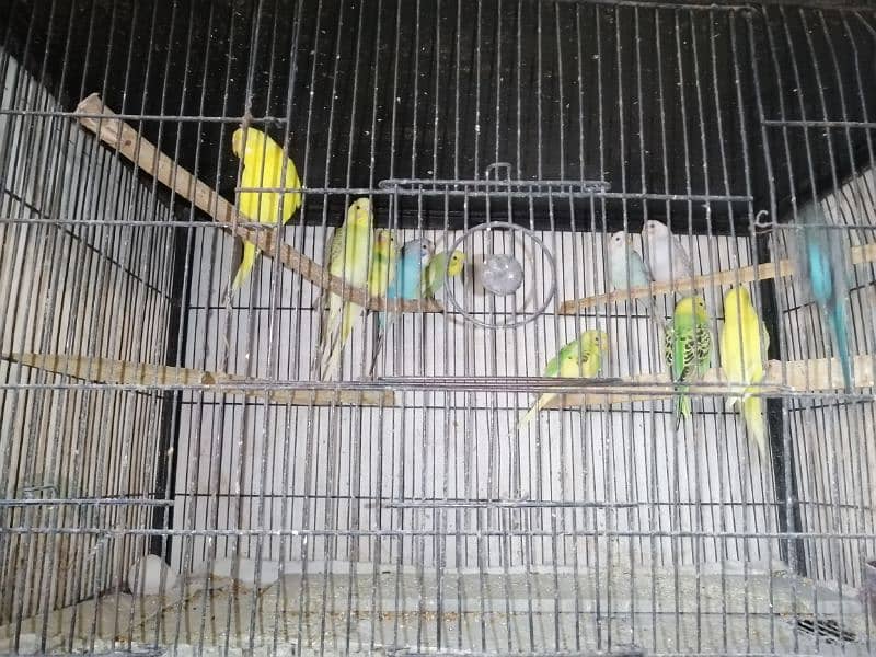 lovebirds, cocktail and budgies for sale 3