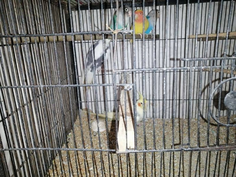 lovebirds, cocktail and budgies for sale 4