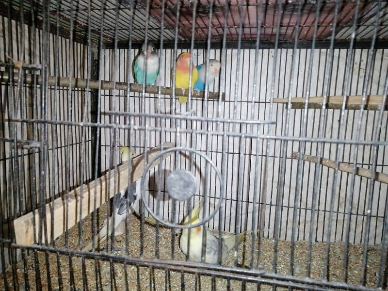 lovebirds, cocktail and budgies for sale 5