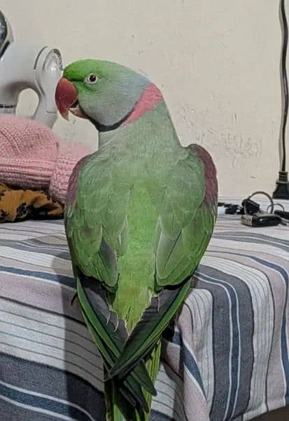 Kashmiri Raw Parrot Full Hand Time For Sale 0