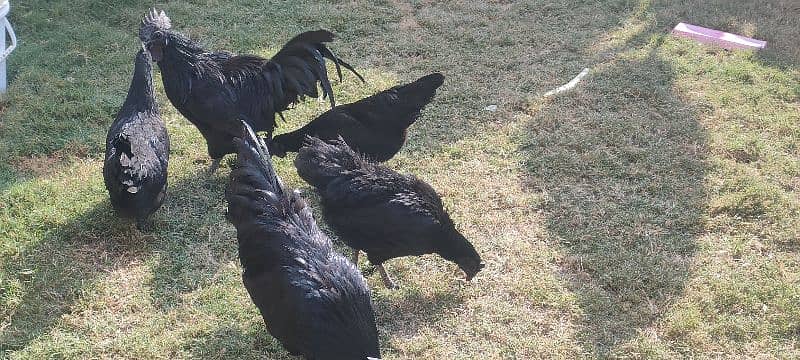 Ayam Cemani Breeder , Eggs, Chicks 0