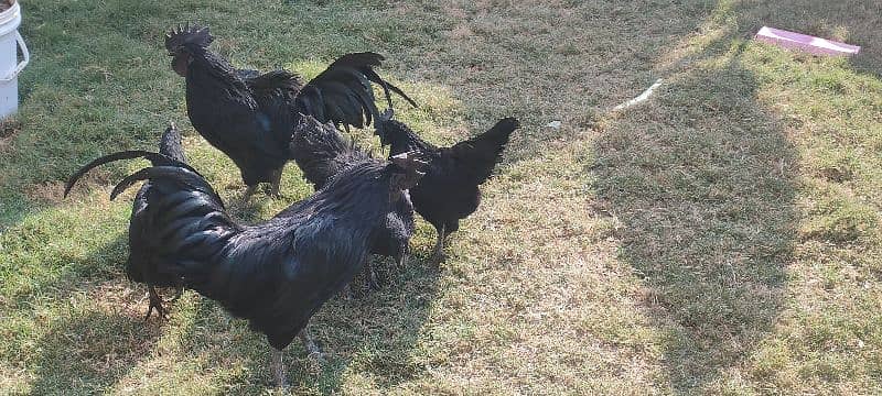 Ayam Cemani Breeder , Eggs, Chicks 3