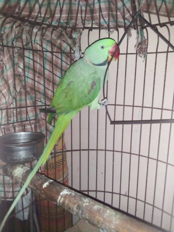 name mithu age 21 month jambo size 0