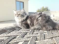 Lovely Cat - Male - Full Coat - Poty Trained For Sale