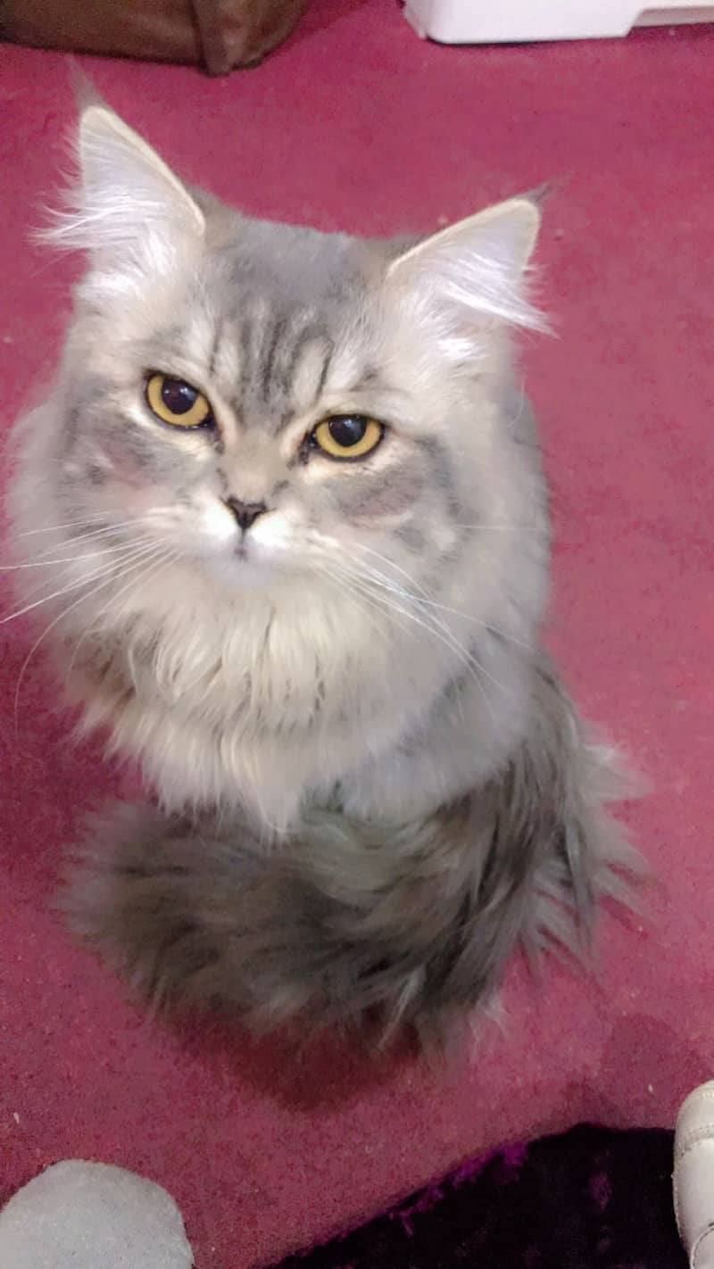 Lovely Cat - Male - Full Coat - Poty Trained For Sale 1