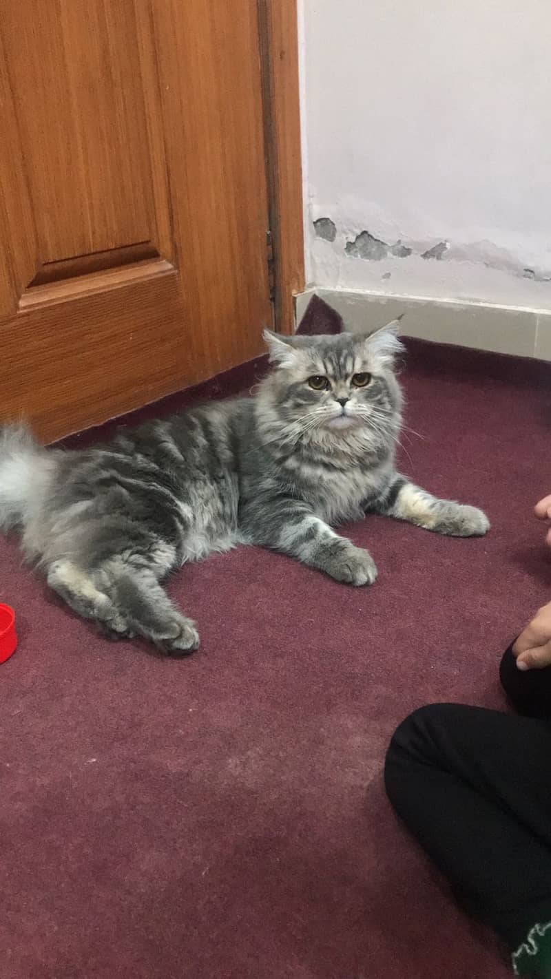 Lovely Cat - Male - Full Coat - Poty Trained For Sale 2