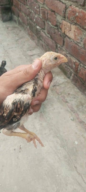 Shamo Aseel high quality pure chicks available in lahore 2