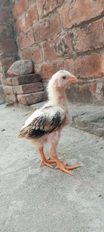 Shamo Aseel high quality pure chicks available in lahore 3