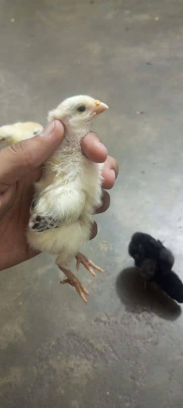 Shamo Aseel high quality pure chicks available in lahore 5