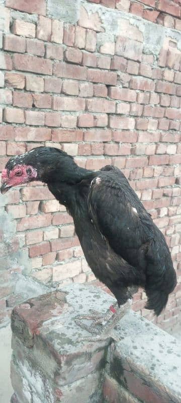 Shamo Aseel high quality pure chicks available in lahore 7