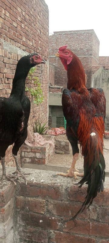 Shamo Aseel high quality pure chicks available in lahore 8