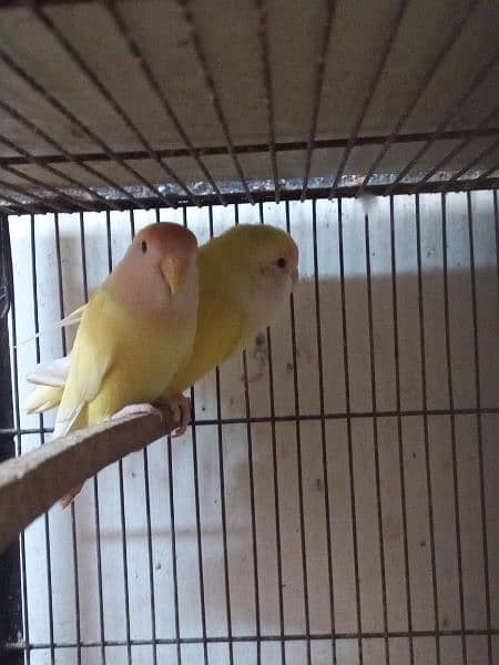 creamino breeding pair 1