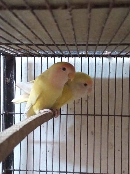 creamino breeding pair 3