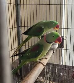 Kashmiri Raw Parrot Breeder Pair For Sale