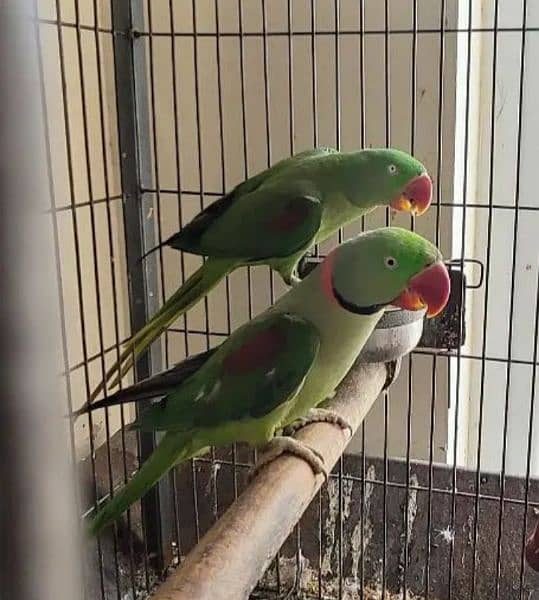 Kashmiri Raw Parrot Breeder Pair For Sale 0