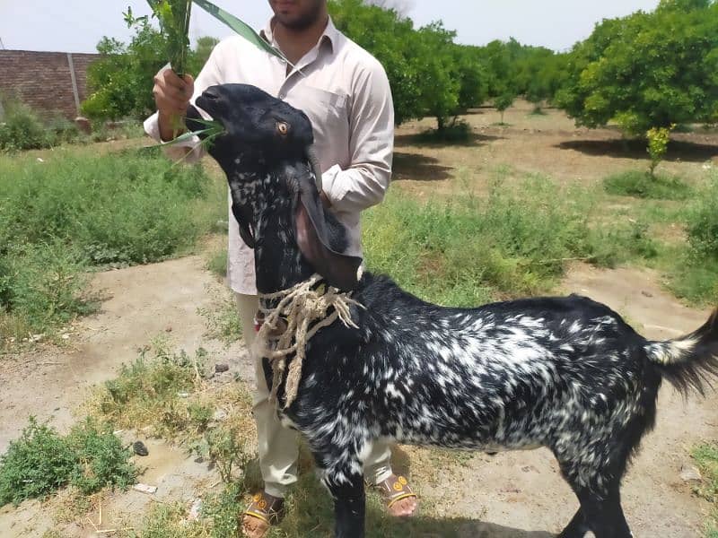 Makki Cheeni bakra for sale 0