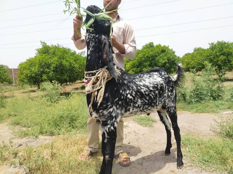 Makki Cheeni bakra for sale 1