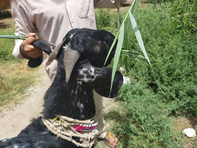 Makki Cheeni bakra for sale 2