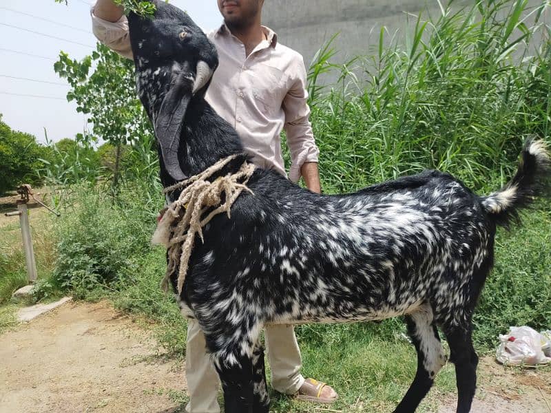 Makki Cheeni bakra for sale 3