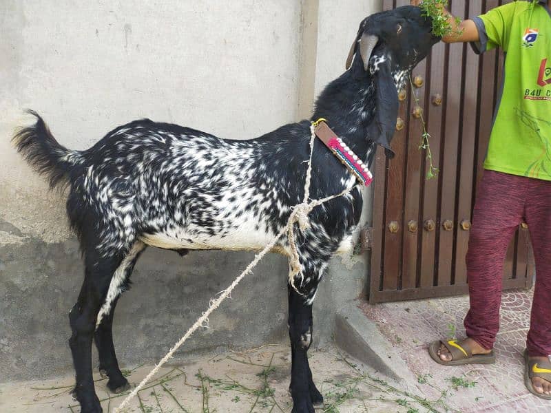 Makki Cheeni bakra for sale 4