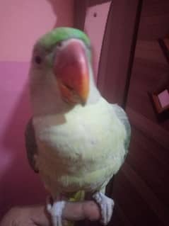 parot