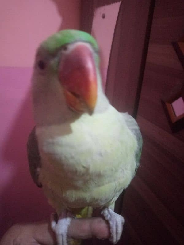 parot for sel 0