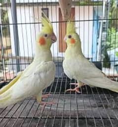 Cream Cocktail breeder Pair