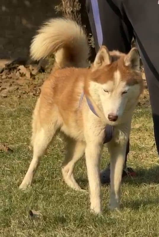 stud male Siberian husky 18 month age 2