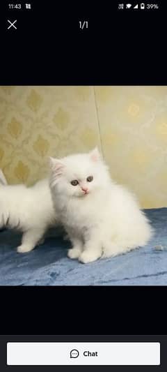 Persian Cat for sale my WhatsApp number 03238950275