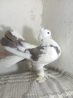 pigeon Amarikan