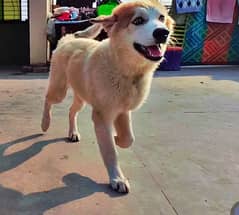 Siberian husky