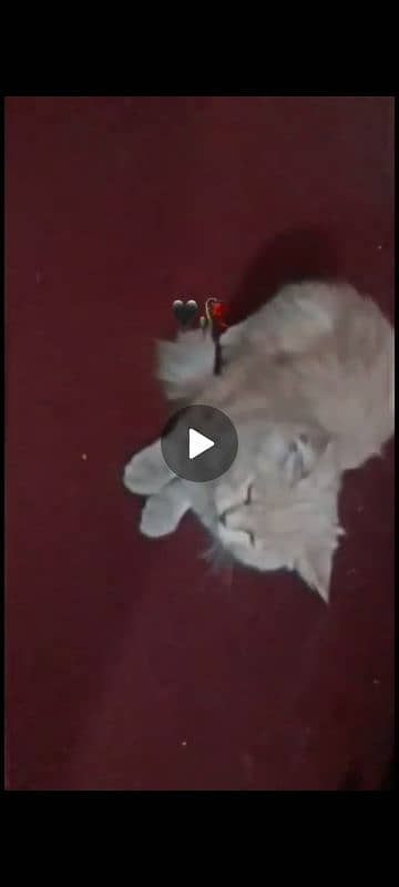 Persian pair cat 2