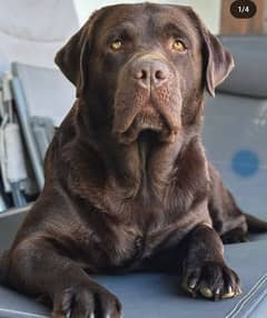 Labrador Retriever Brown Apple Face Available For Studd