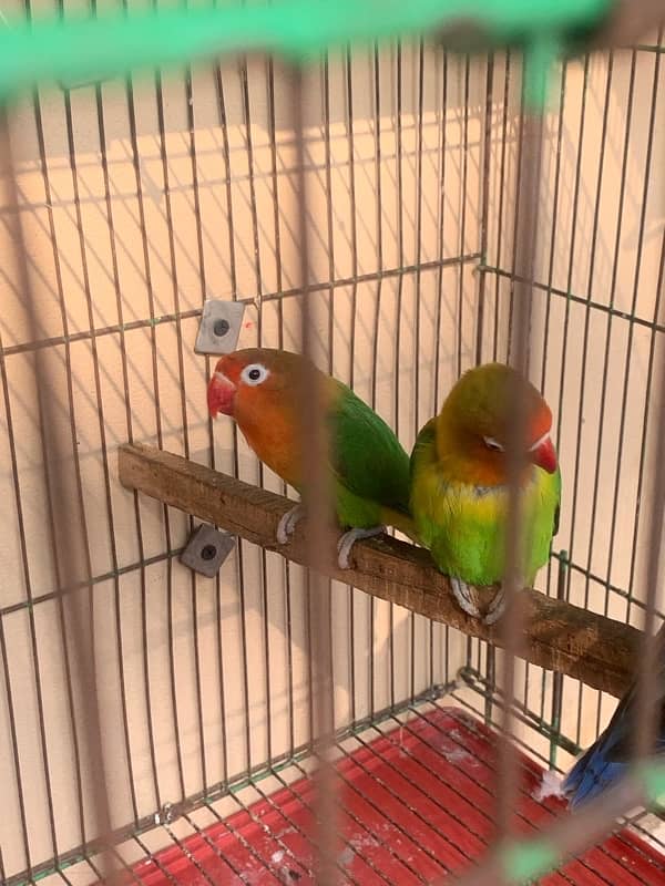 love bird 2