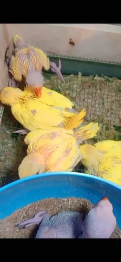 yellow, suncnor chicks