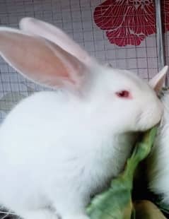 Newzland White Rabbits Sale