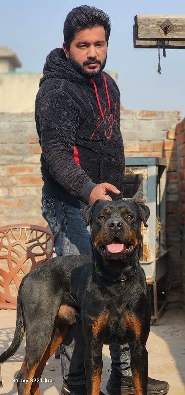 Male 4 month puppy Rottweiler 0