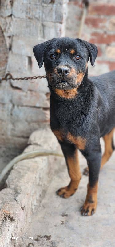 Male 4 month puppy Rottweiler 1