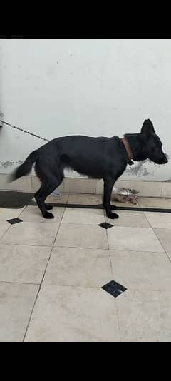 black shepherd female