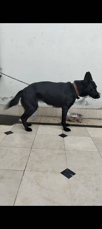 black shepherd female 0