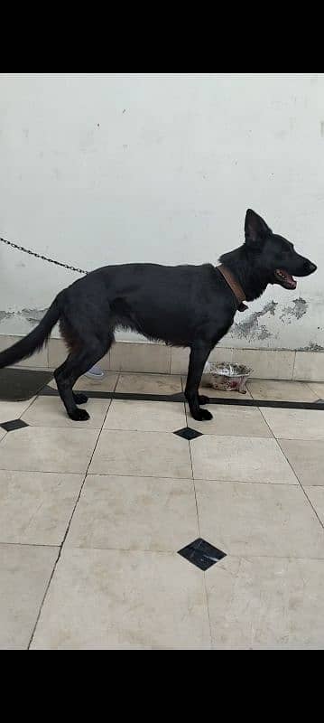 black shepherd female 1