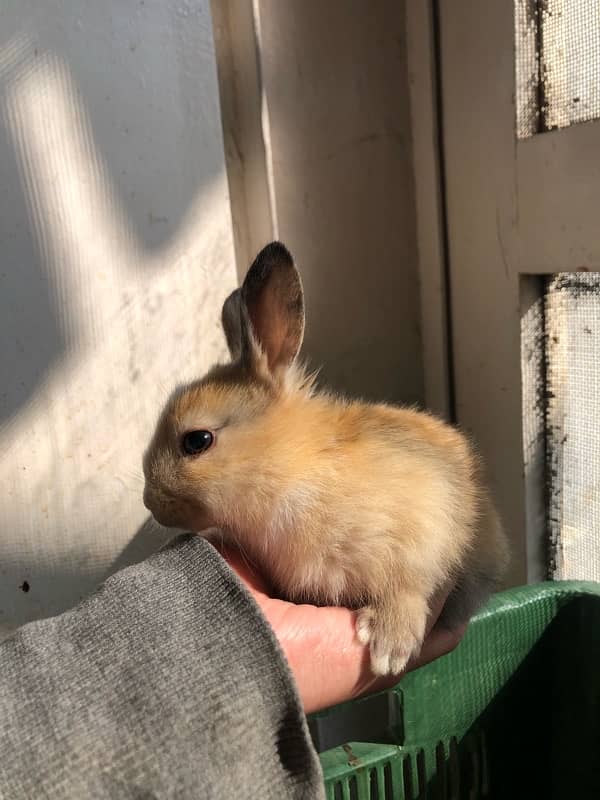 baby rabbits 0