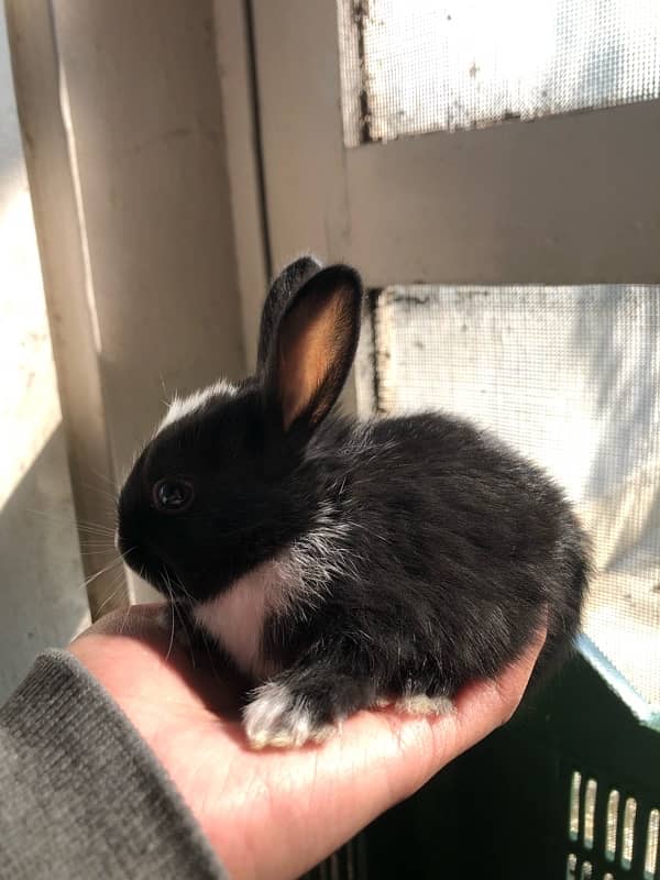 baby rabbits 1