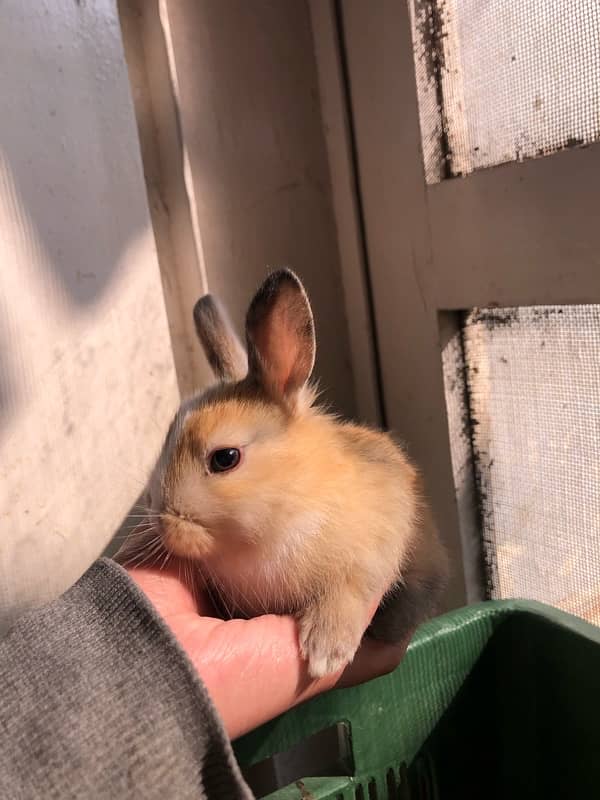 baby rabbits 2